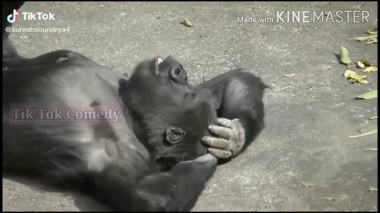 Animals funny tik tok videos in tamil - YouTube
