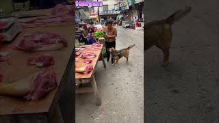 The highly intelligent dog reminds its owner that it wants to eat meat🤤