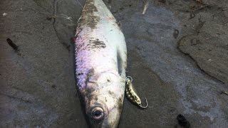 ловля селедки в черном море видео