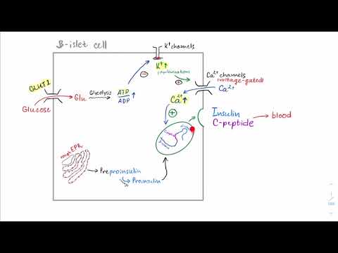 USMLE Step 1 - Insulin overdose vs insulinoma