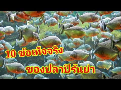 10 ข้อเท็จจริงของจอมกัด ปิรันย่า # V TELLER
