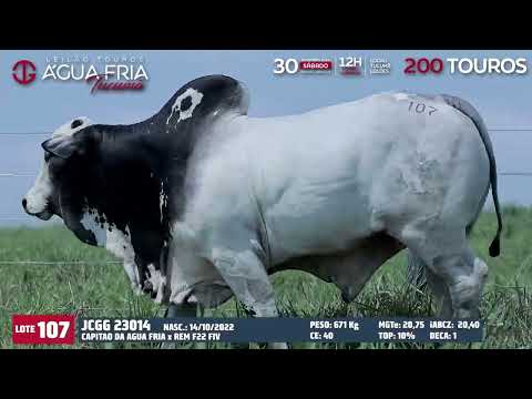 LOTE 107