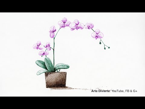 Video: Cómo Dibujar Una Orquídea