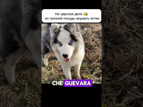 Не царское это дело 👑 #якутскаялайка #cheguevara #собака #dog #shorts #шортс #животные #юмор