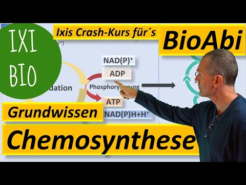 Chemosynthesis - Basic knowledge and keywords for the metabolism of chemoautotrophic organisms Bi...