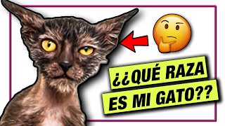 ¿QUÉ RAZA ES MI GATO?  LA GATERÍA TV