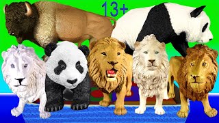 Big Cat Week 2020 Lion, White Lion, Panda, Polar Bear, American Bison 13+