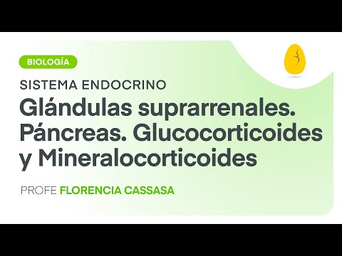 Glándulas suprarrenales.Páncreas.Glucocorticoides.Mineralocorticoides |Biología|Endocrino| V6| Egg