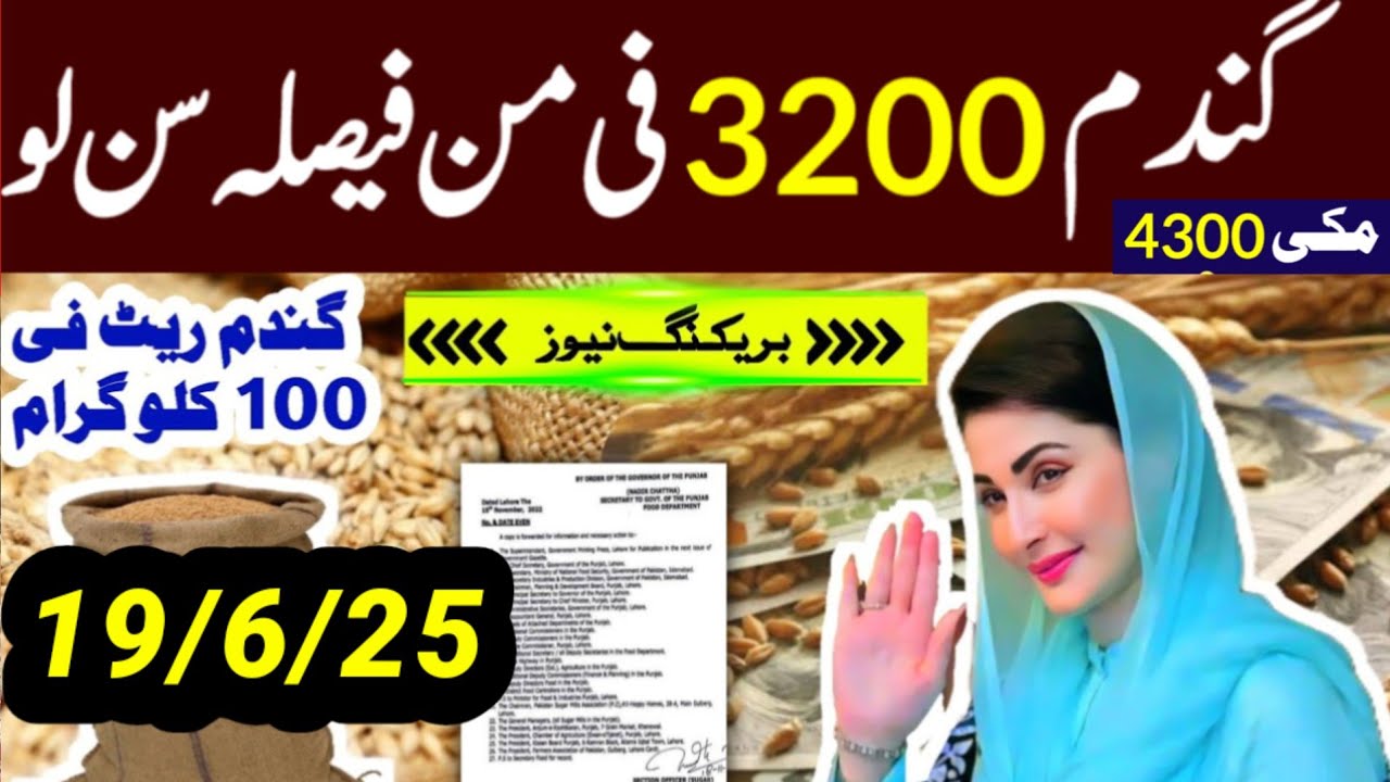 Wheat Support Final Price In Punjab 2025 ll Gundam Rate Today l گندم کا ...