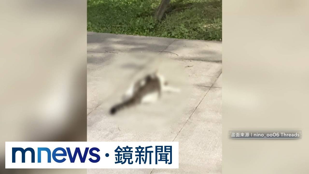 「浪貓、禽鳥」驚多起死亡！　民眾憂「誤食老鼠藥」環保局急赴環境部｜#鏡新聞