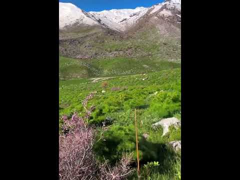 اغاني كردية كولا زر كوردستانه Gula Zer Kurdistane