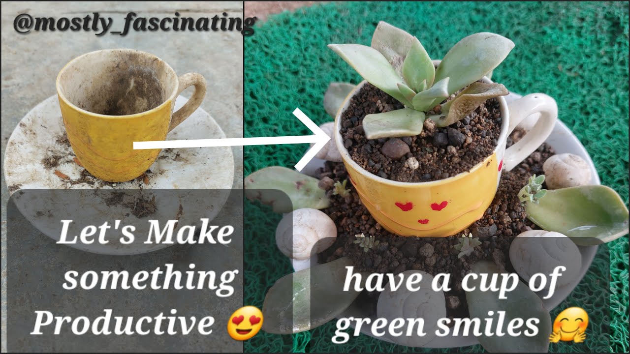 Have a cup of green smiles ☕🤗🪴| let's make something creative ...