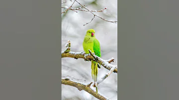 नन्ही सी जान 🥺❤️ #parakeet #parrot #shorts #youtubeshorts #viral