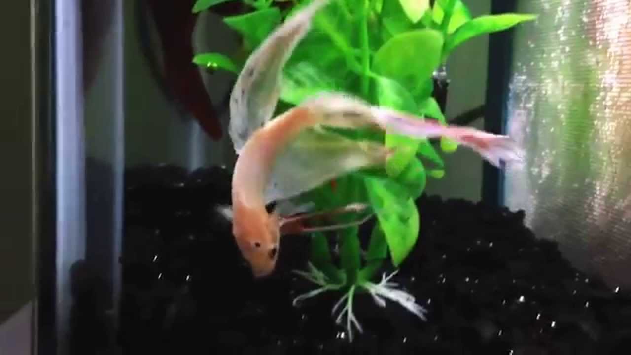 camera iphone 8 plus apk Marineland LED Aquarium Kit 10 gallon