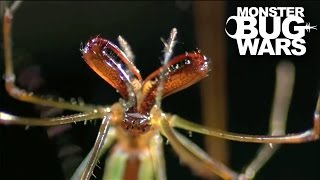 Portia Spider Vs Long Jawed Orb Weaver | MONSTER BUG WARS
