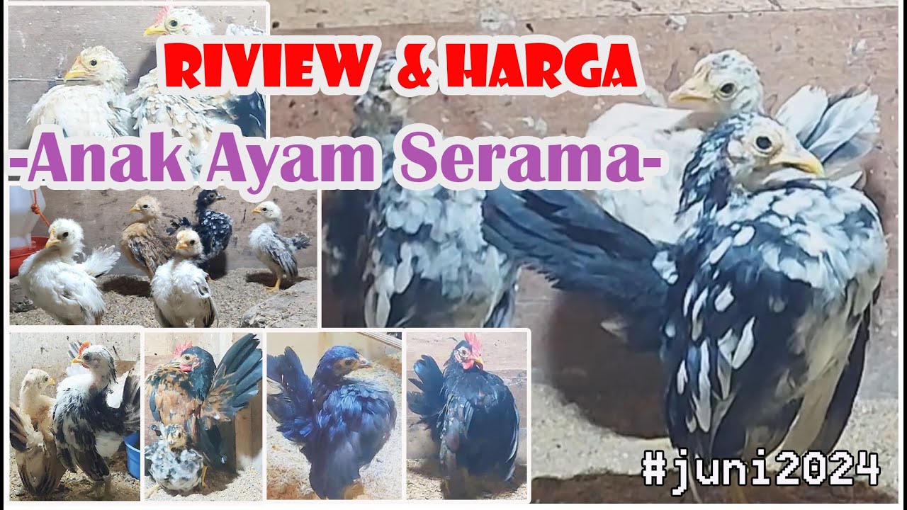 Anak Ayam Serama Sombong Awal  Juni 2024