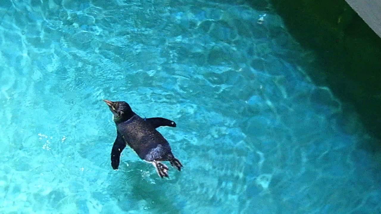 Penguins New England Aquarium YouTube