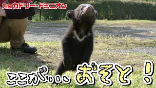 ワクチンが終わってはじめてお外を散歩できたクマの赤ちゃんが可愛すぎる