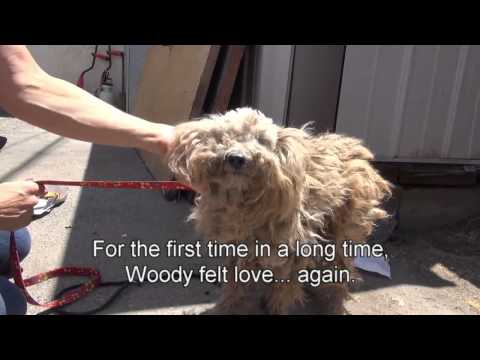 Video: Köpeklerde Mesanenin Arkaya Yer Değiştirmesi