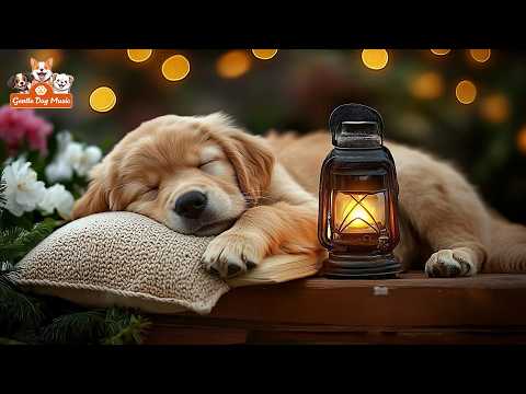 12 Hours Dogs Calming Music 🎼 Dogs Anxiety Music & Dog Soothing Audio For Comfortable Dog State