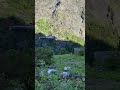 Manali ONE LIFE BABY.#shorts #viralvideo #adventure