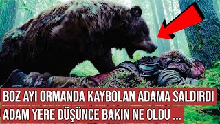 Boz Ayı Ormanda Kaybolan Adama Saldırdı, Adam Kaçarken Yere Düşünce Bakın Ne Oldu