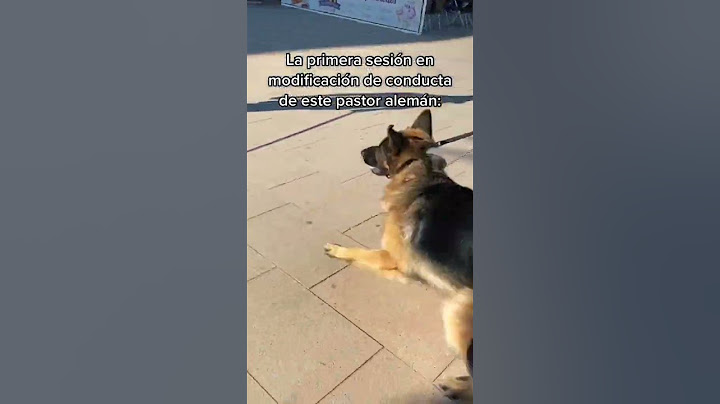Adiestramiento Canino | Modificación de conducta de pastor Alemán #shorts #adiestramientocanino