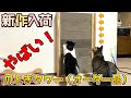 DIY 猫の爪とぎ 改良版！アイリスオーヤマの爪とぎ段ボールが使える木製ラック出来ました！ タカチャムが作りました