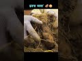मिट्टी का सोना! 🤯 इतना सारा देसी आलू/कंद की खुदाई | Big Yam/Potato Harvest #youtubeshorts