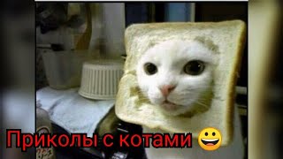 Лучшие Приколы С Котами 😻 Смешные Собаки 🐶 Приколы С Животными 😀