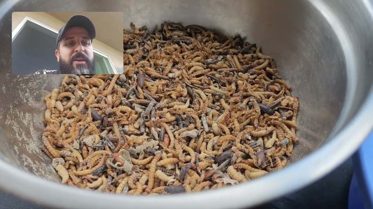 طريقة تكاثر دود القبابي بكمية جدا كبيرة  وتستفاد منها عندما يكون عندك تكاثر البلابل  تابع الفيديو 