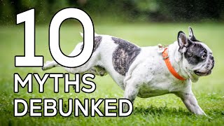 10 French Bulldog Myths Debunked by Victor Van Buren 17 views 4 months ago 2 minutes, 9 seconds