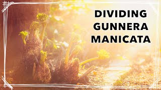 Dividing Gunnera manicata for even more GIANT leaves!