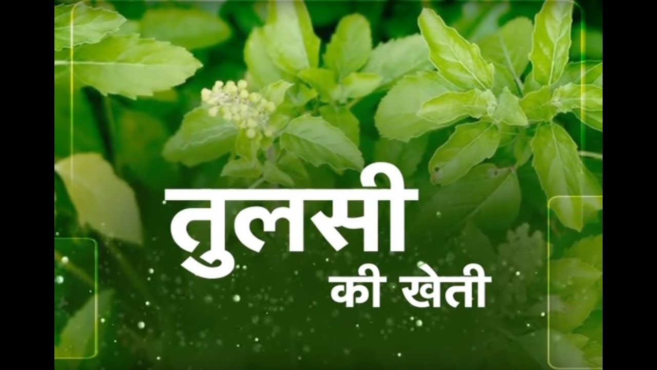Khet Khalihaan Basil Farming YouTube
