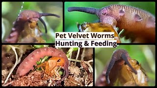 Pet Velvet Worms Hunting and Feeding