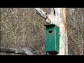 Canards branchus au nichoir — Wood Ducks at the nestboxe