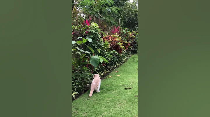 Watch the video about Follow the exotic shorthair cat to the garden #shorts #cats #pets