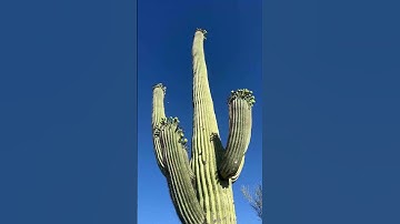 Thumbnail of Saguaro National Park has the TALLEST Cactus in the World