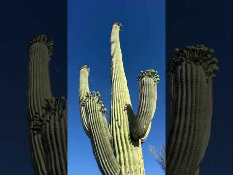 Video: Saguaro - den största kaktusen i världen