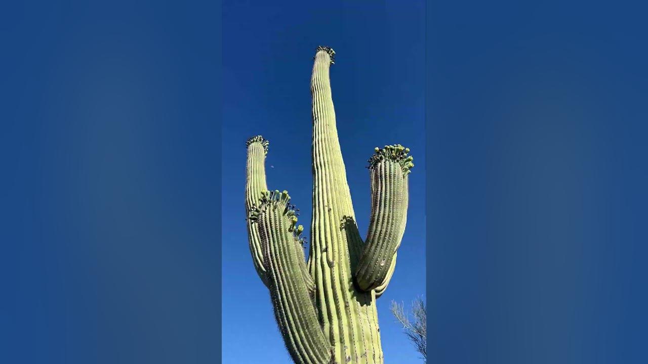Saguaro National Park has the TALLEST Cactus in the World