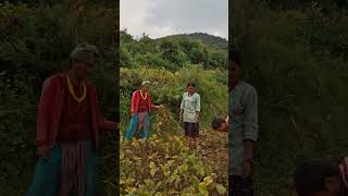 Village daily Life Nepal ❣️🇳🇵