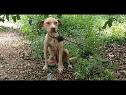 Video: Hunde werden benutzt, um Körper-Positivität Kindern zu erklären, und es ist ziemlich groß