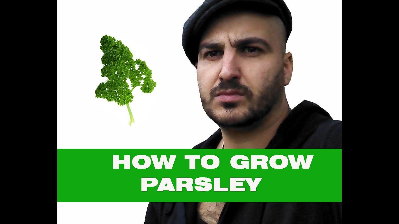 How to grow parsley tips and tricks YouTube