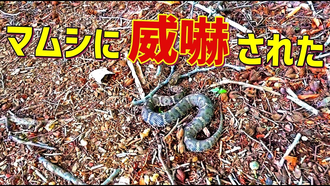マムシ 天敵 – マムシ 毒 – MSUOIB