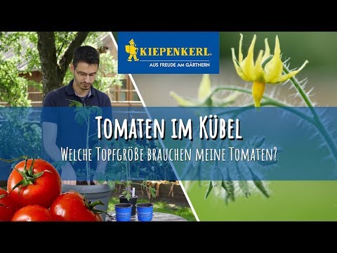 Video: Top-Dressing Von Tomaten: Welche Volksheilmittel, Um Tomatensetzlinge In Töpfen Und In Einem Polycarbonat-Gewächshaus Zu Füttern, Düngemittel Für Freiland