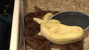 Boaconstrictor.com Video Blog Hypo Motley Breeding To Albino