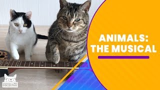 Animals: The Musical | The Pet Collective