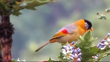 Silver Eared Mesia #burung #birds #bird
