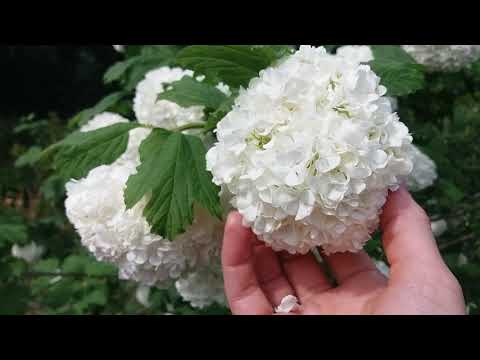 Video: Viburnum Tavaline Buldenezh. Viburnum Steriilne. Roseum. Steriilne. Roseum