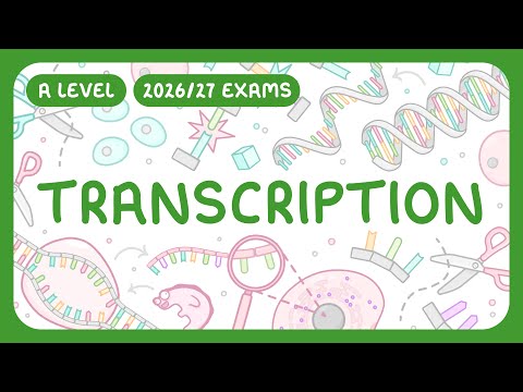 A-Level Biology - Transcription | Sense & Antisense Strands (2026/27 exams)